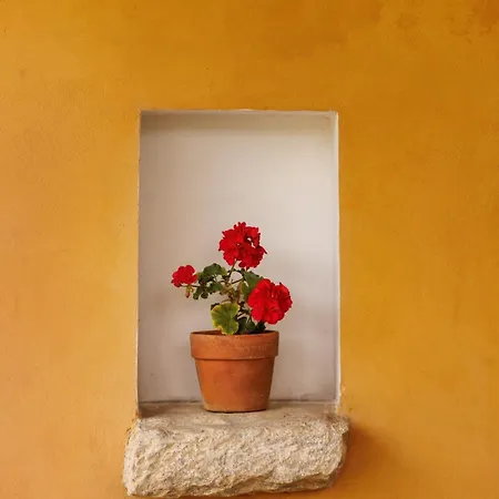 Nemorosa * Meson Yerakarion