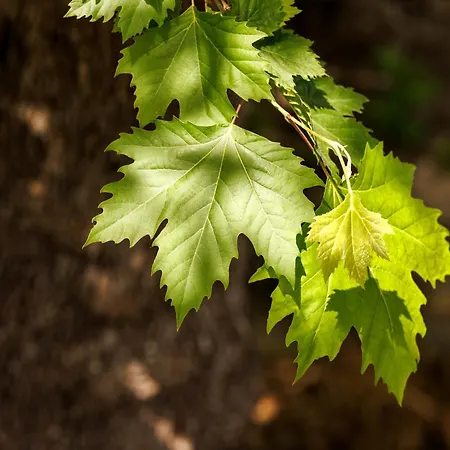 Апартаменты Nemorosa