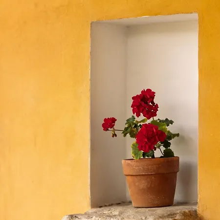 Nemorosa * Meson Yerakarion