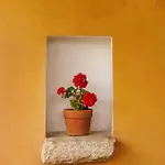 Nemorosa * Méson Yerakaríon