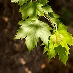 شقة Nemorosa